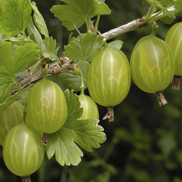 Крыжовник Хинномаки зеленый Садовита