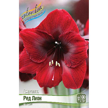 Амариллис Ред Лион 22/24 1 шт 