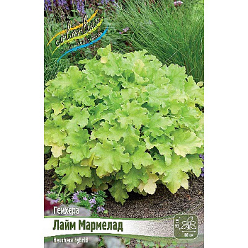 Гейхера Лайм Мармелад I 25 шт Биг-Пак 14580 