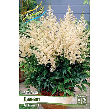 Астильба Диамант 2/3 n 1 шт