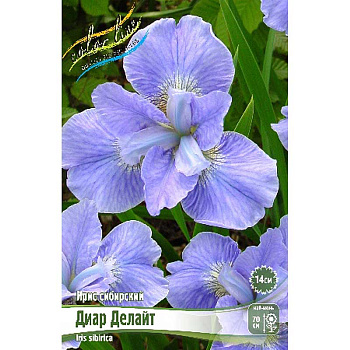 Ирис Сибирский Диар Делайт I 1 шт