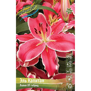 Лилия Эль Капитан 14/16 25 шт Биг-Пак 16533