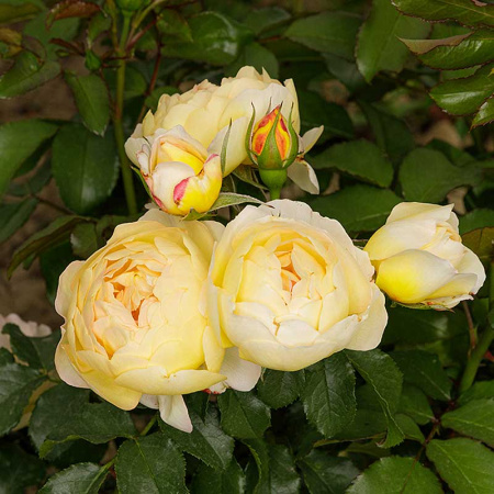 Роза чайно-гибридная Шато Де Шеверни Садовита