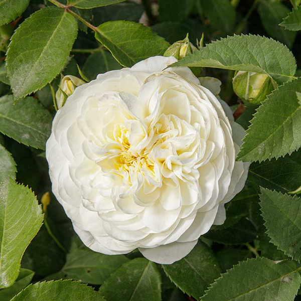 Роза спрей Алабастер Садовита