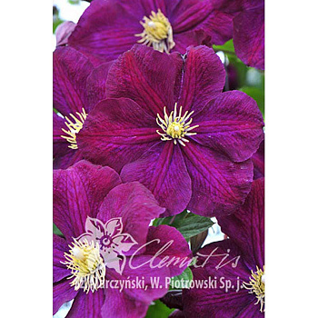 Клематис Славянка P9