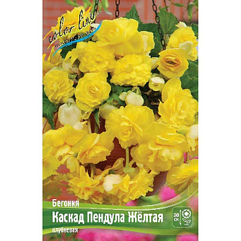 Бегония Каскад Пендула Желтая 5/6 50 шт Шоу-бокс 8822