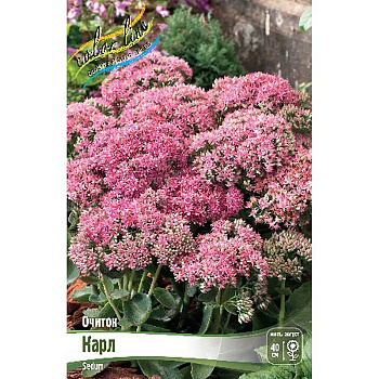 Очиток Карл I 1 шт