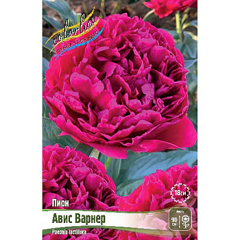 Пион Авис Варнер 2/3 n 10 шт Биг-Пак 2909