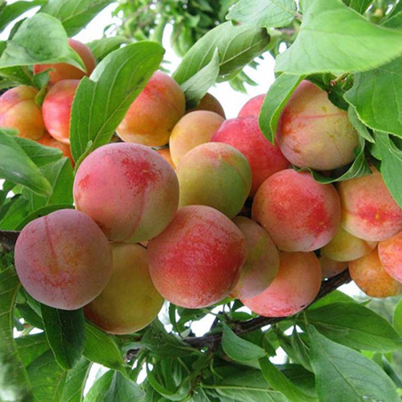 Слива Пересвет Садовита