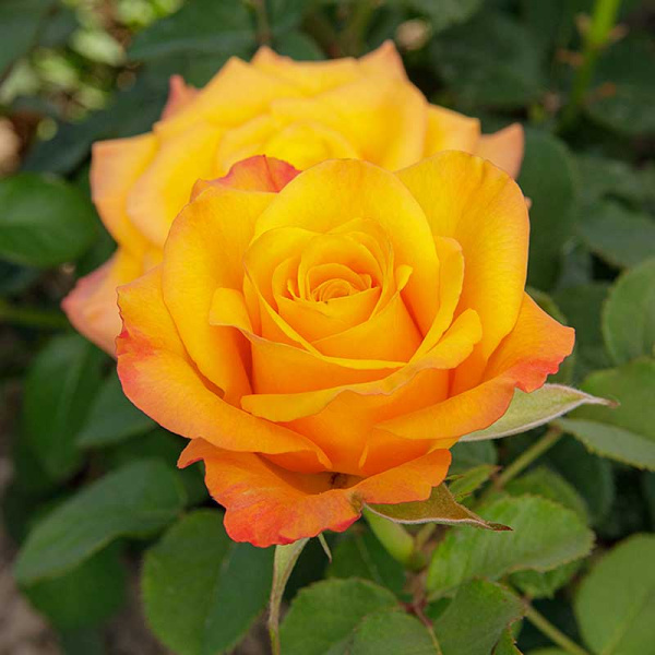 Роза спрей Тайфун Садовита