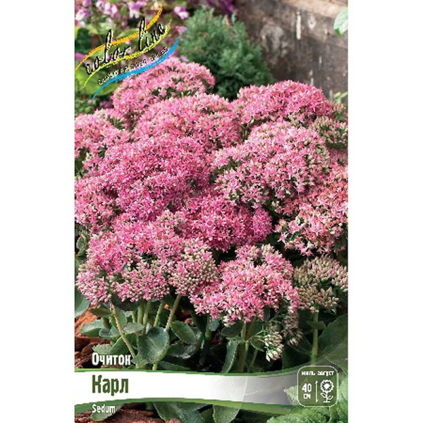 Очиток Карл I 1 шт