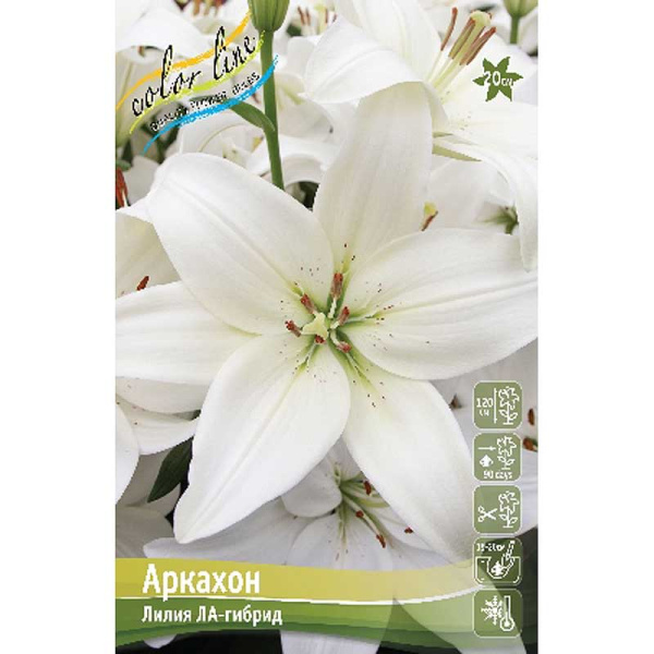 Лилия Аркахон 12/14 7 шт