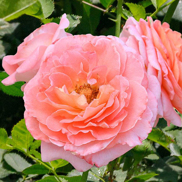 Роза шраб Мами Дитьер Садовита