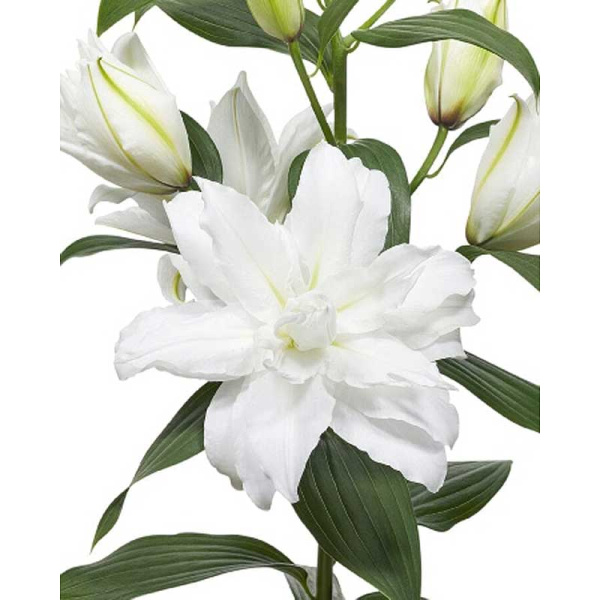 Лилия Уайт Торнадо 12/14 5 шт 