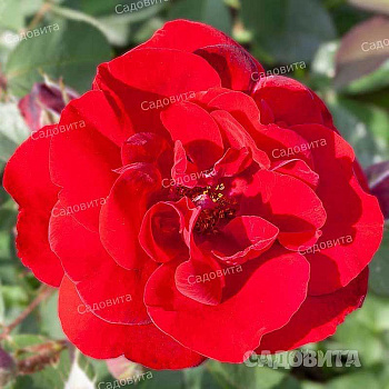 Роза плетистая Рэд Рамблер Садовита