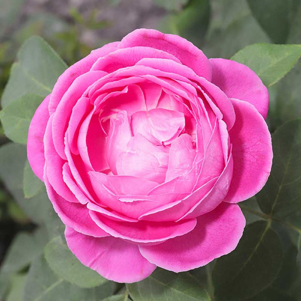 Роза плетистая Луис Одиер Садовита