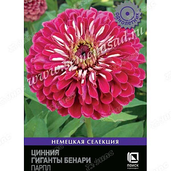 Циния Гиганты Бенари  Парпл Поиск Ц 