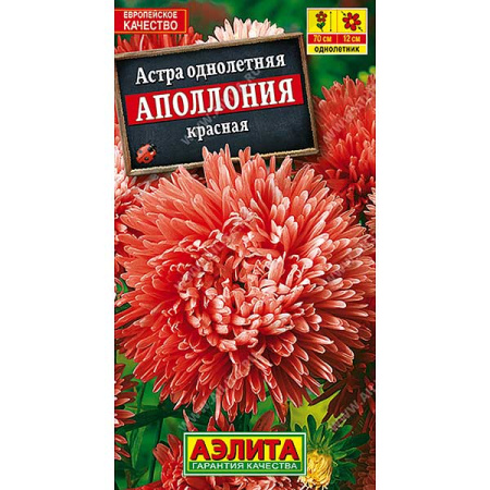 Астра Аполлония красная Аэлита Ц 