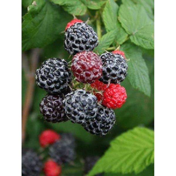 Малина Блэк Джевел P9 шт