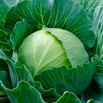 Капуста Парел F1 2500шт Бейо