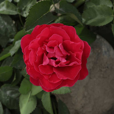 Роза канадская (плетистая) Фронтенак Садовита