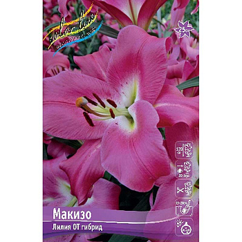Лилия Макизо 12/14 5 шт