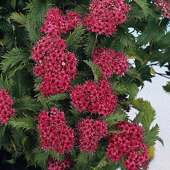 Спирея Японская Криспа C1.5