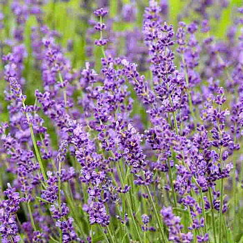 Лаванда Узколистная Империал Джем P9 Садовита