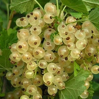 Смородина белая Версальская Садовита