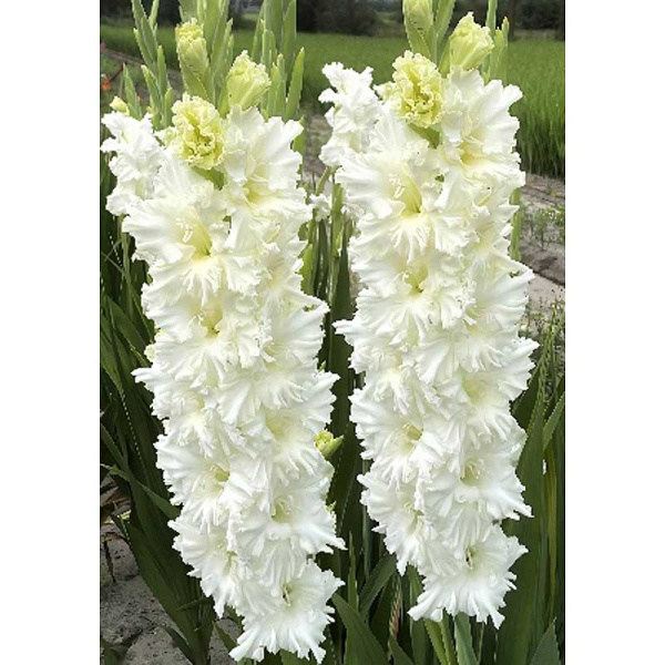 Гладиолус Цера Суммум 10/12 5 Эконом шт 