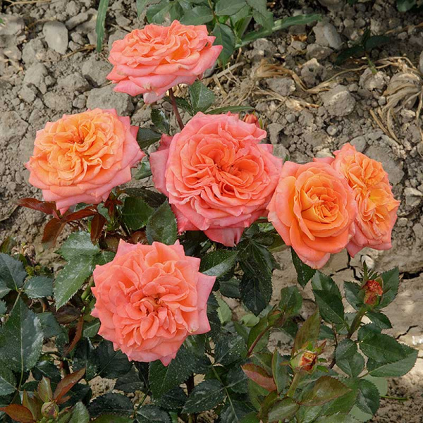 Роза шраб Эмильен Гийо Садовита