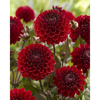 9860 Шоу-Бокс Георгина Баккара I 15 шт 