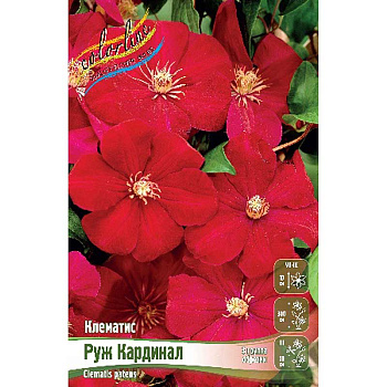 Клематис Руж Кардинал I 25 шт Биг-пак 4642