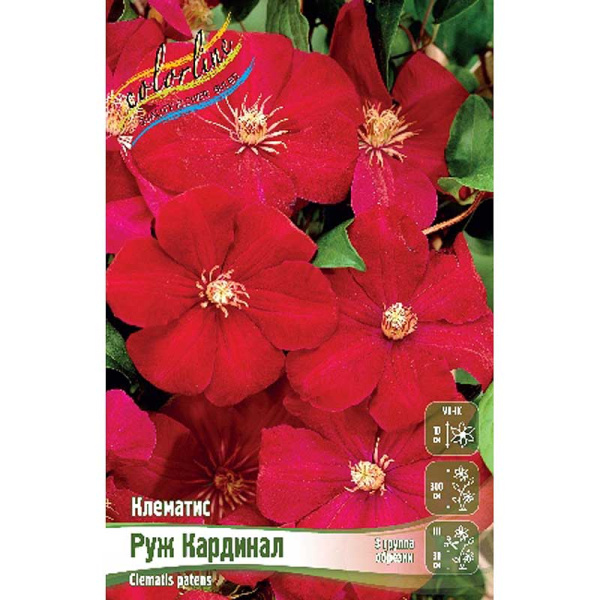 Клематис Руж Кардинал I 25 шт Биг-пак 4642