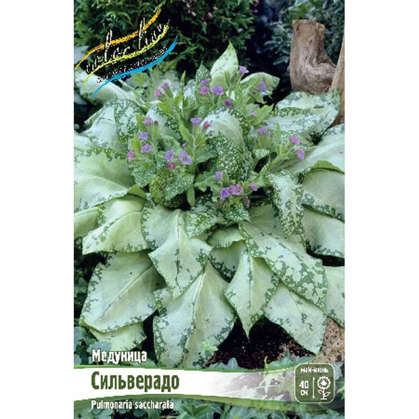 Медуница Сильверадо 2/3 n 25 шт Биг-Пак 4732