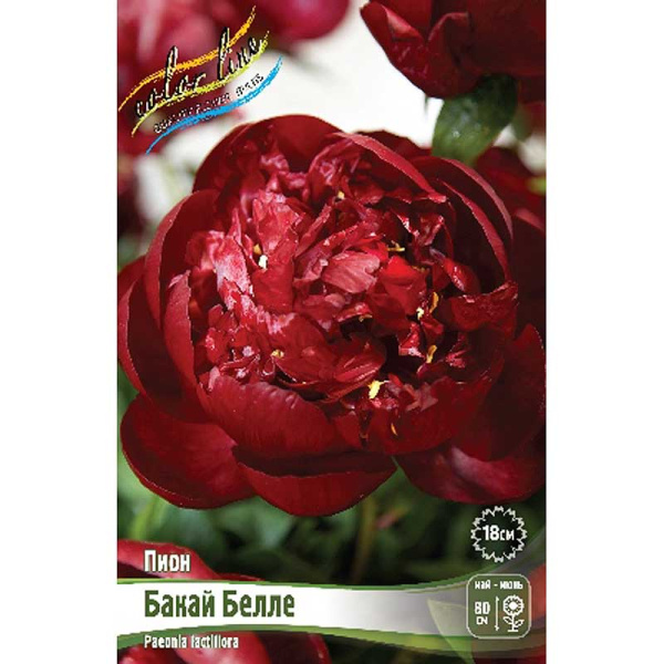 Пион Бакай Белле 3/5 n 10 шт Биг-пак 268