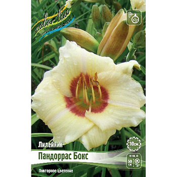 Лилейник Пандоррас Бокс I 25 шт Биг-пак 5924