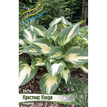 Хоста Кристмас Кэнди 1 n 1 шт