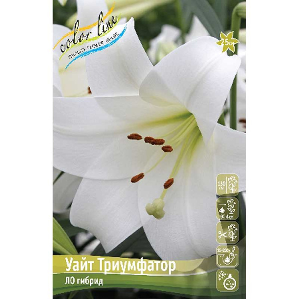 Лилия Уайт Триумфатор 12/14 5 шт 