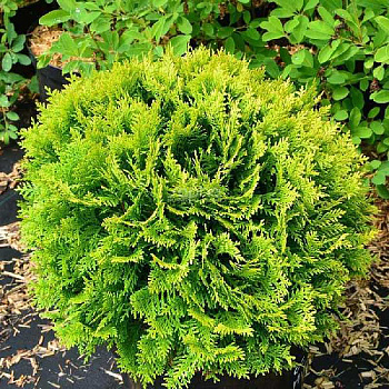 Туя Западная Мириам C3