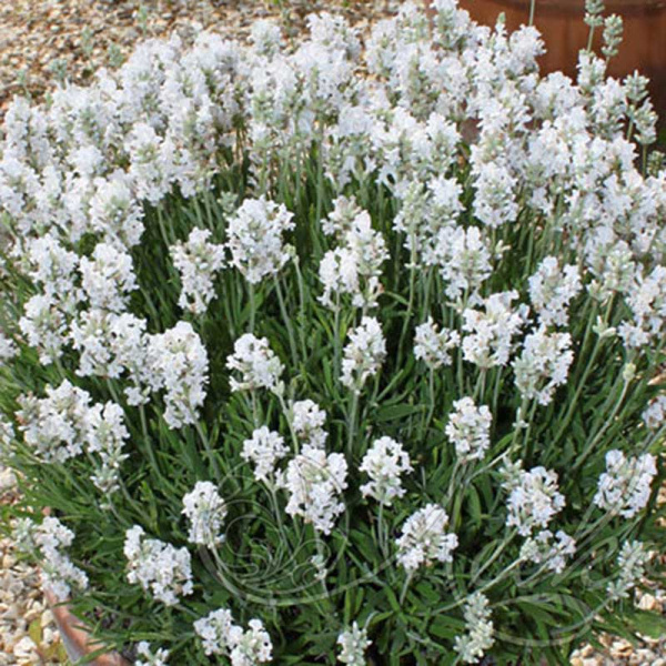 Лаванда узколистная Альба Р9 шт Садовита