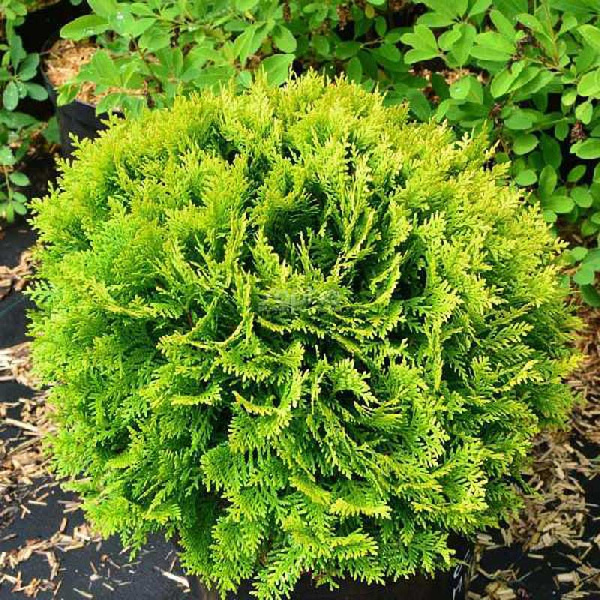 Туя Западная Мириам C3