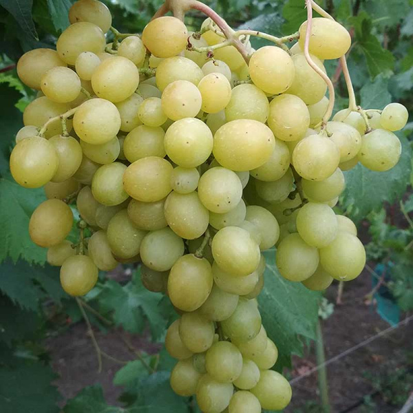 Виноград Тайна монаха Очень ранний Садовита