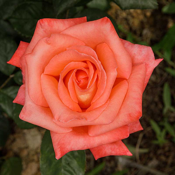 Роза чайно-гибридная Фольклор Садовита