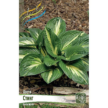 Хоста Стинг 1 n 25 шт Биг-пак 7932