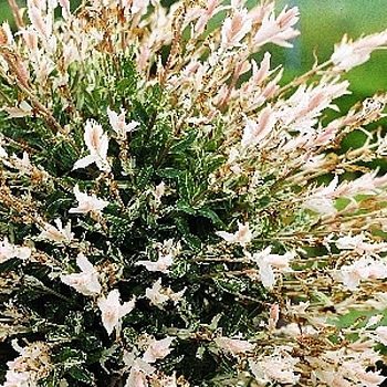 Ива Цельнолистная Хакуро Нишики C3 шт