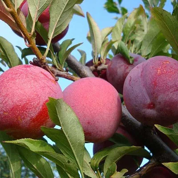 Слива Оцарк премьер Садовита