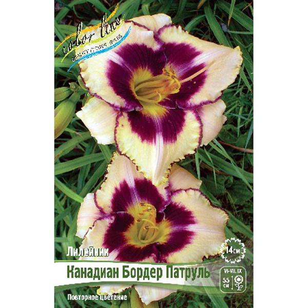 Лилейник Канадиан Бордер Патруль I 25 шт Биг-пак 3735