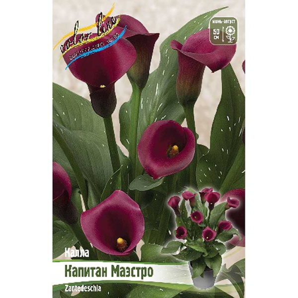 Калла Капитан Маэстро 12/14 2 шт 