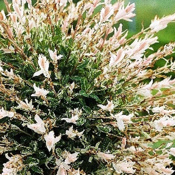 Ива Цельнолистная Хакуро Нишики C3 шт